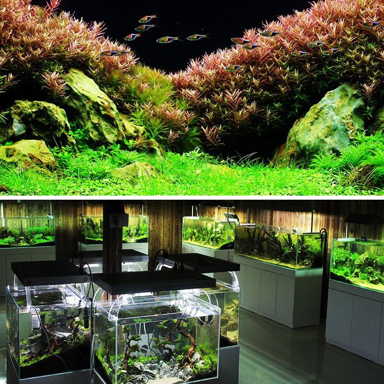 Aqua Plant Soil Substrate Aquarium