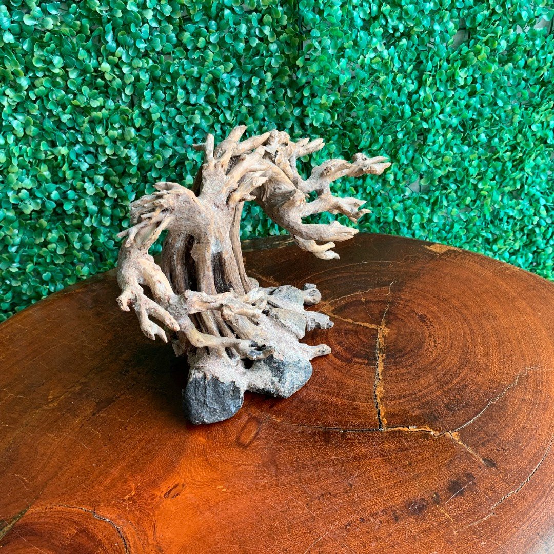 Vietnamese driftwood bonsai used to decorate aquariums, aquatic plants, M104.1