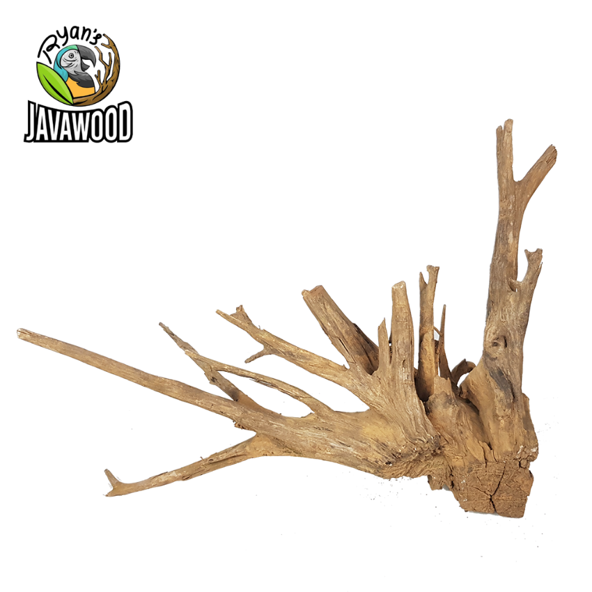 Best Selling Crownwood Aquascape Bonsai Malaysian For Decorative Aquarium from Central Java Indonesia