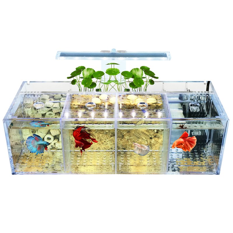 220V Betta Fish Tank Breeding Incubator Isolation Box Water-free Desktop Small Acrylic Ecological Aquarium Tank