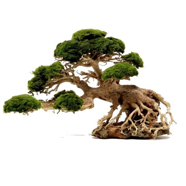 2024 Top Products Unique Design Bonsai driftwood with moss for aquarium fish tank decoration WhatsApp: +84 961005832