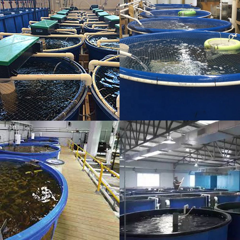 china supplier Polyethylene rotomolded manufacturer blue flexible plastic aquarium koi fish tank