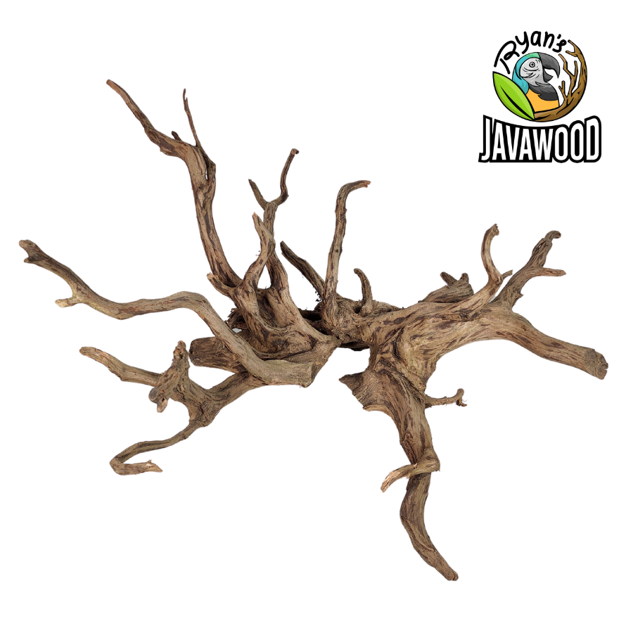 best selling spider wood for aqua scape and aquarium driftwood made by altingia excelsa from Indonesia