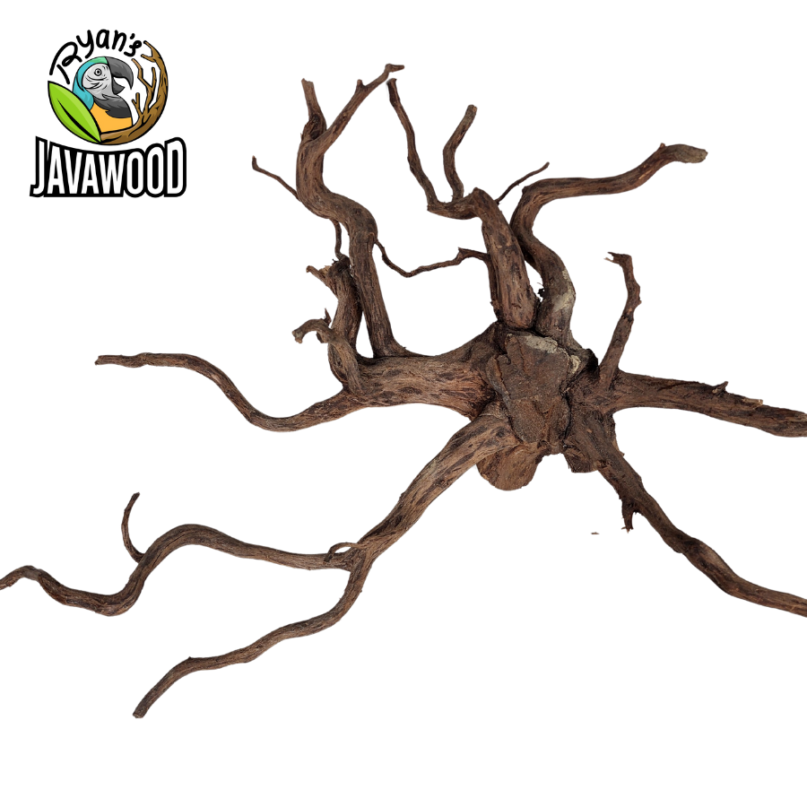 natural decoration for aquarium and aqua scape spider wood made by altingia excelsa original from Indonesia