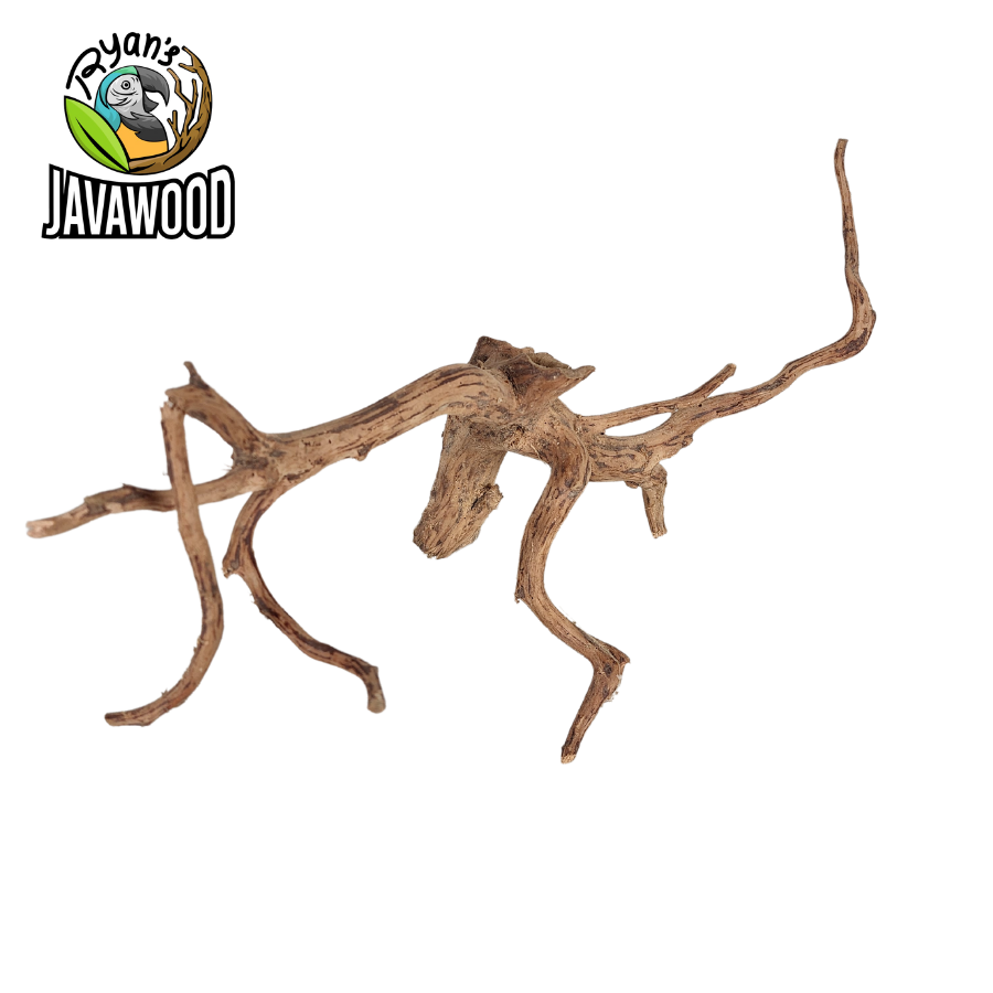 natural decoration for aquarium and aqua scape spider wood made by altingia excelsa original from Indonesia