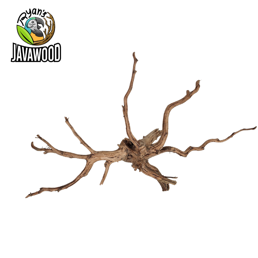 natural decoration for aquarium and aqua scape spider wood made by altingia excelsa original from Indonesia