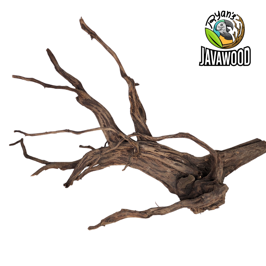 natural decoration for aquarium and aqua scape spider wood made by altingia excelsa original from Indonesia