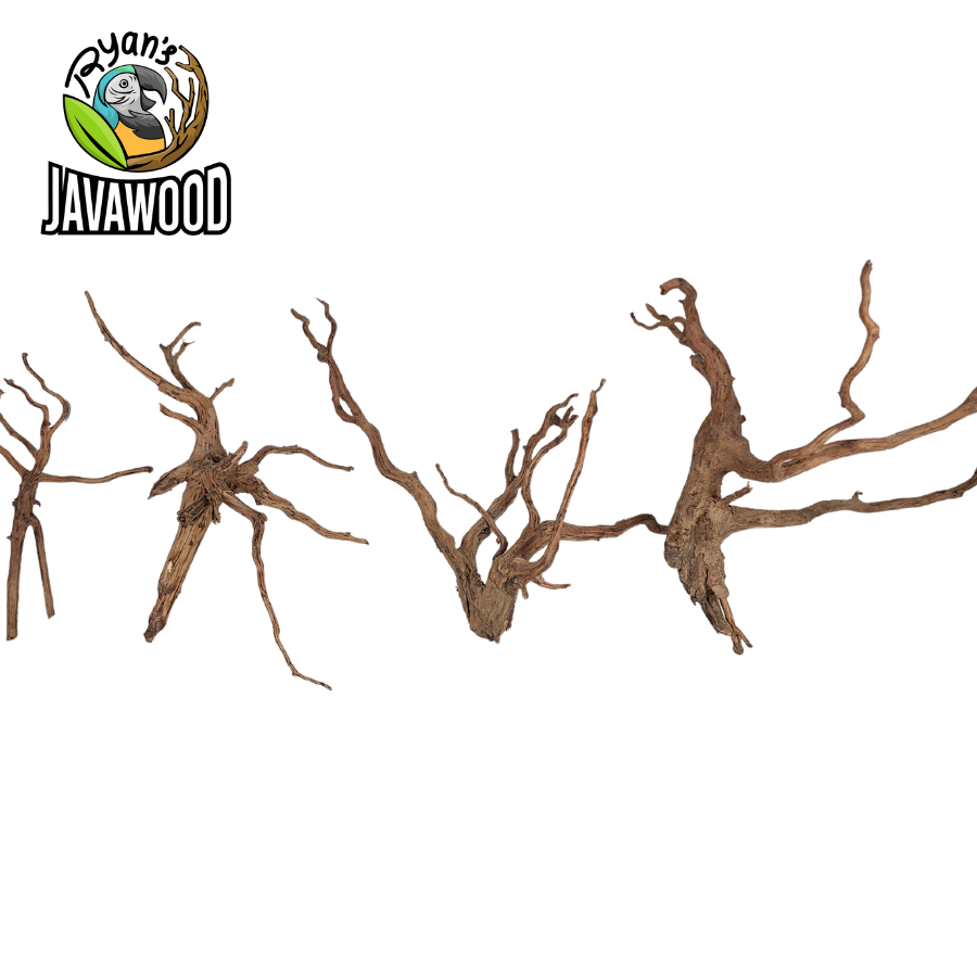 natural decoration for aquarium and aqua scape spider wood made by altingia excelsa original from Indonesia