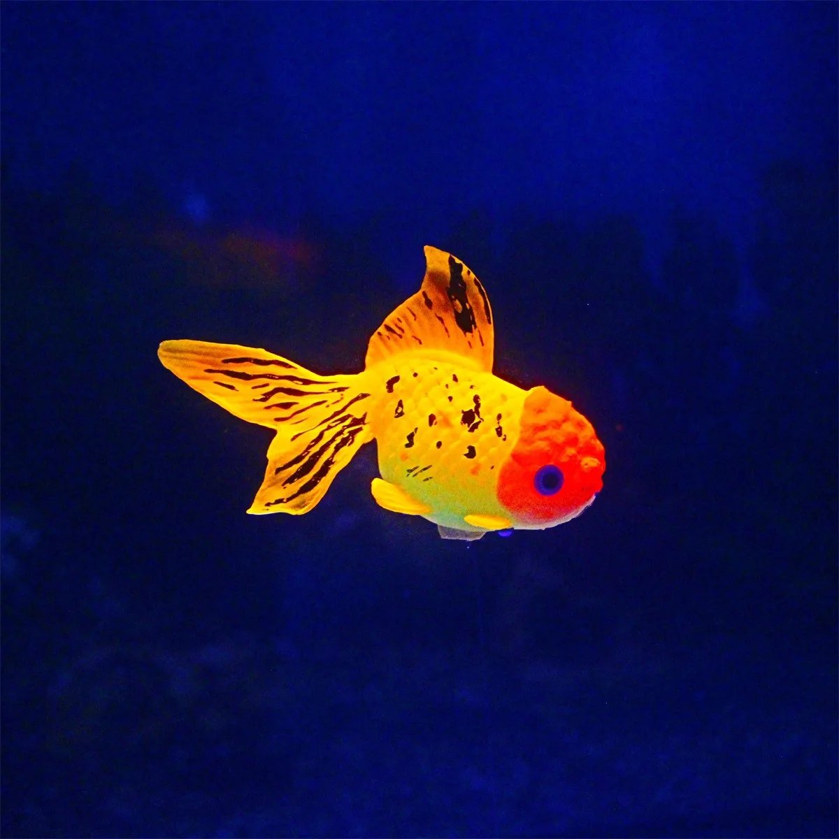 Glow In The Dark Artificial Aquarium Fishes Realistic Moving Floating Colorful Goldfish Fish Ornament for Aquarium Tank