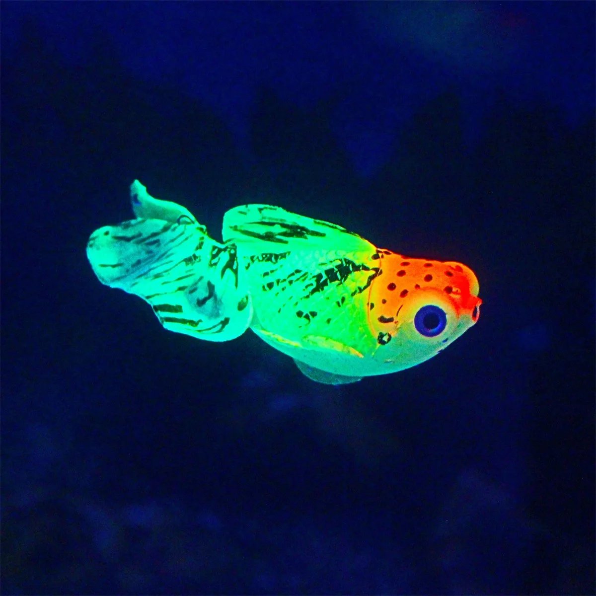 Glow In The Dark Artificial Aquarium Fishes Realistic Moving Floating Colorful Goldfish Fish Ornament for Aquarium Tank