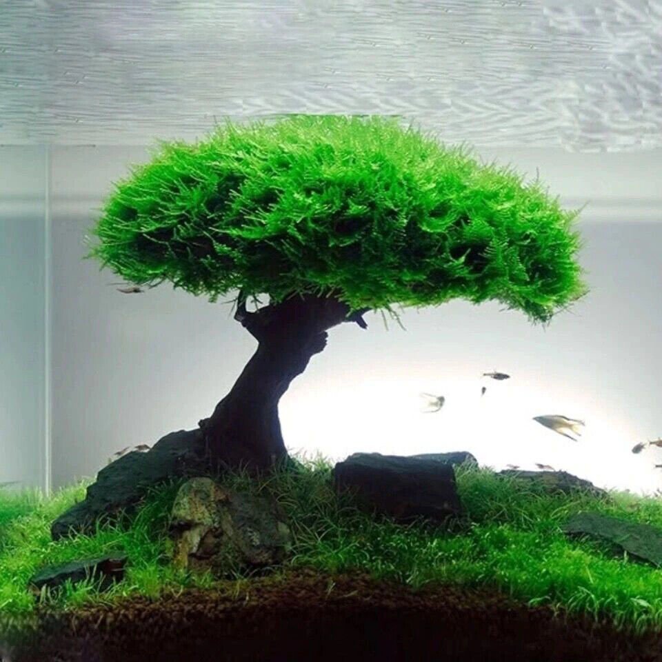 2024 Hot Design Best seller Bonsai driftwood with moss for home decoration WhatsApp: +84 961005832