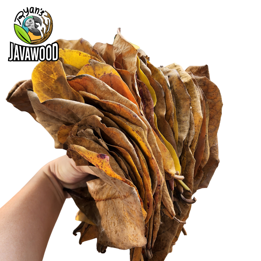 Coming from nature terminalia catappa leaves to balance PH water for fish and aquarium from Indonesia