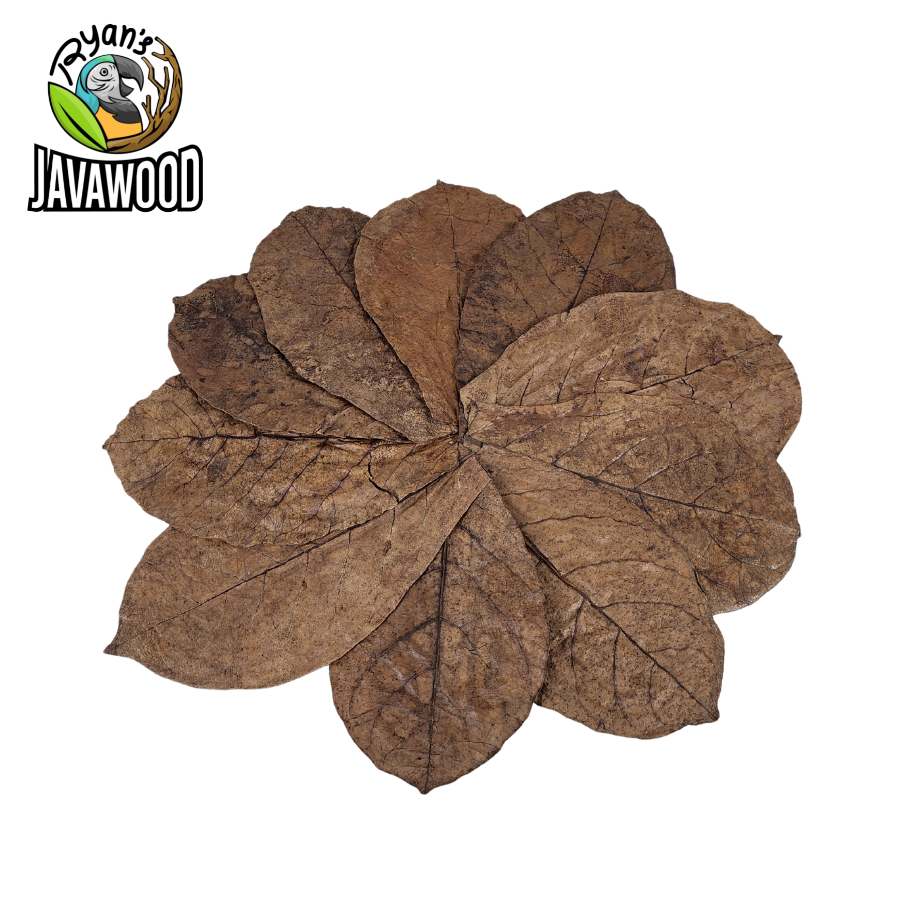 Coming from nature terminalia catappa leaves to balance PH water for fish and aquarium from Indonesia