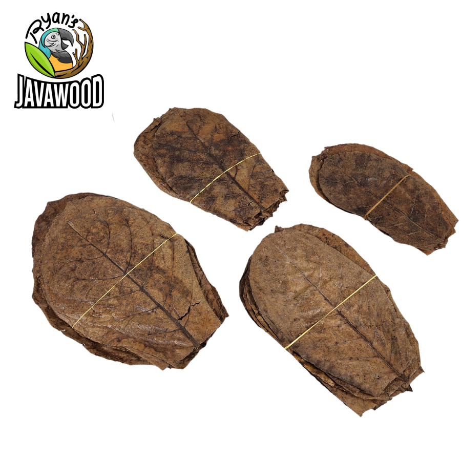 Coming from nature terminalia catappa leaves to balance PH water for fish and aquarium from Indonesia