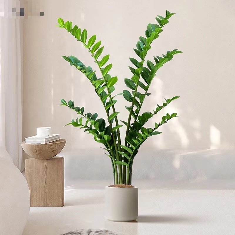 faxu Money tree Potted Green Plants for Home Decoration