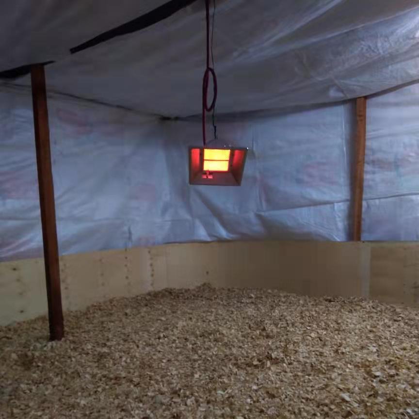CE safe Infrared gas heater lamp for pig farm and poultry chick house