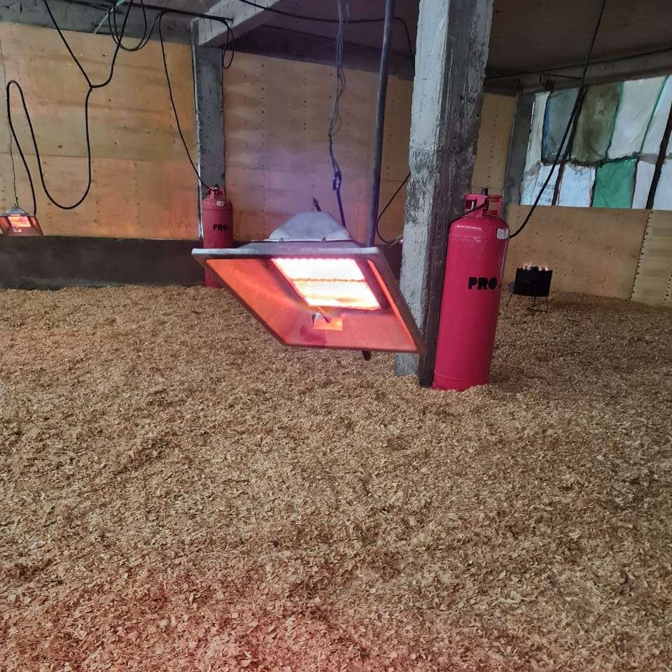 LPG NG Biogas Heat Lamp For Pig Farm And Chicken House