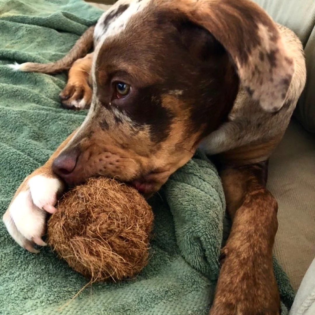 Coconut fiber Chew/Cocoball pet dog toy/Coco pull rope Rurable teeth clean Chewing rope toys from HOANG LINH SG Kimy+84938616690