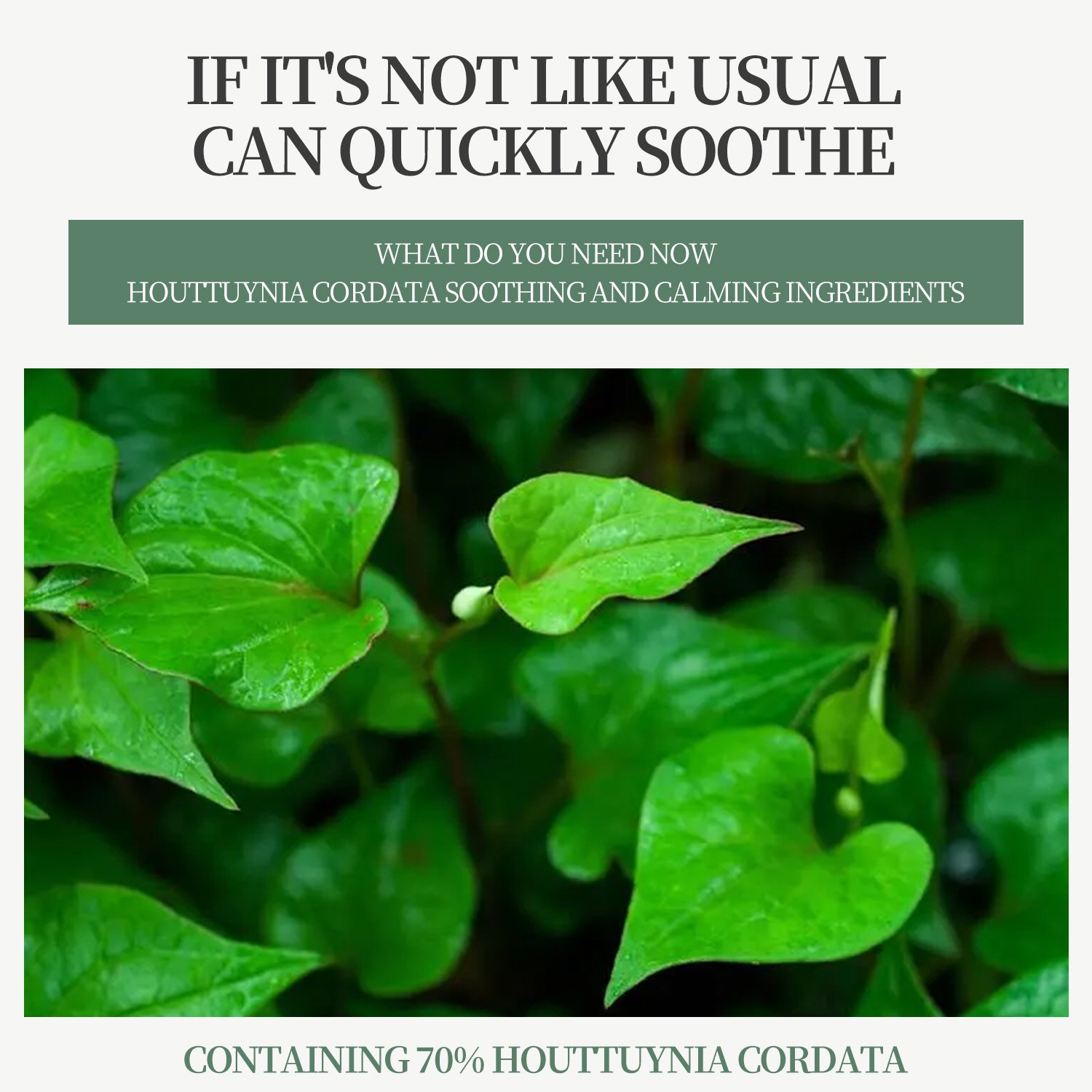 BELLTRA Houttuynia 70% Soothing Moisturizing Whitening Lightening Deeply Nourishes Hydrates Protects Sensitive Skin Face Serum