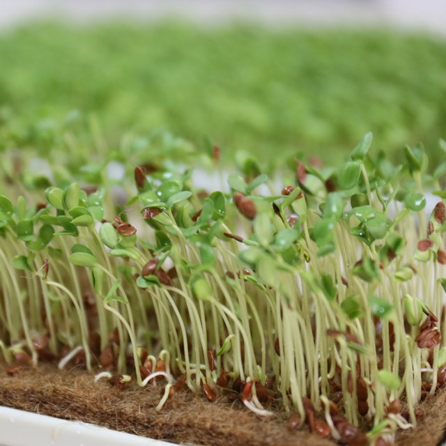 Coconut Coir Mats Compressed Coconut Fiber Sheets for Microgreens Growing Agriculture Farming House Gardening