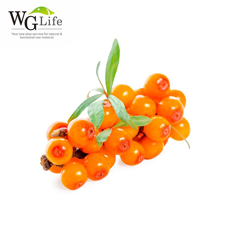 High quality organic natural sea buckthorn powder herbal plant extract