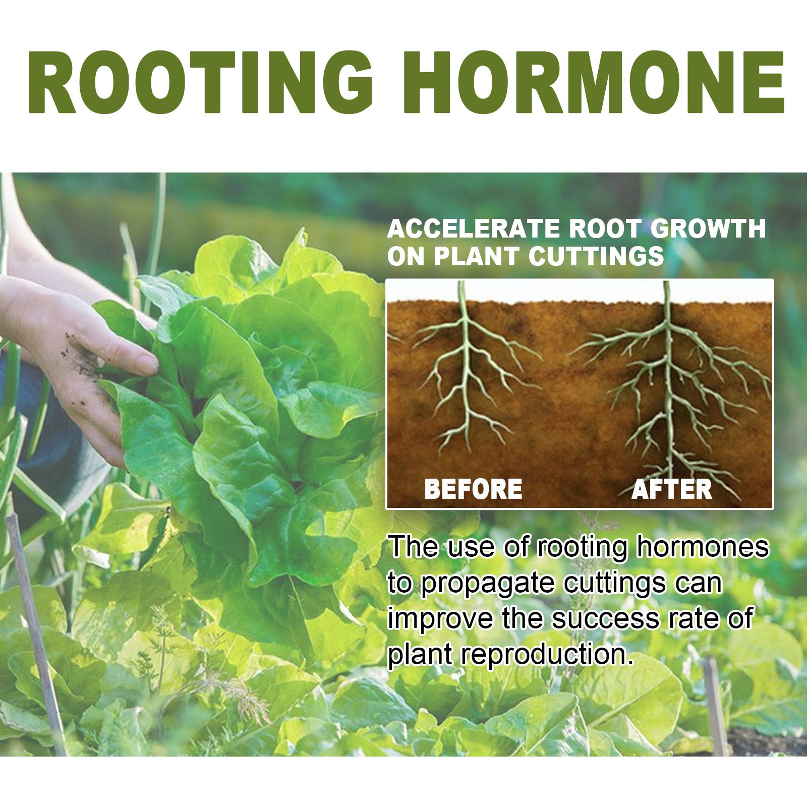 Factory Directly Plant Extract Rooting Powder Wholesale Silk Root Extract Powder
