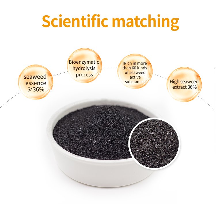 Chemical Plant Growth Promoter Organic Rooting Powder Seaweed Extract Fertilizer For Crops