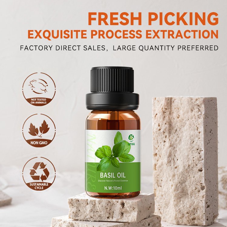 hot selling products 2024 clove basil oil 100ml OEM/ODM basil oil from india