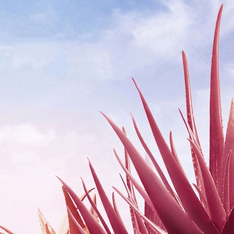 OEM IMAGES organic pink aloe vera moisturizing smoothing skin care beauty products face cream gel