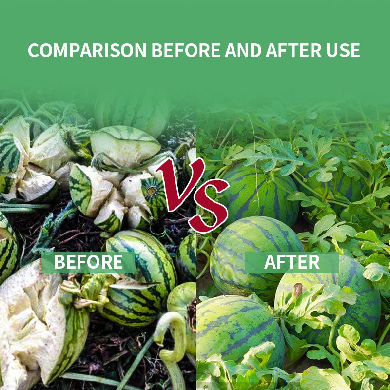 Agricultural Organic Fertilizer Ingredient Amino Acid Blueberries Expansion Compost Betaine Anhydrous CAS 107-43-7 Powder State