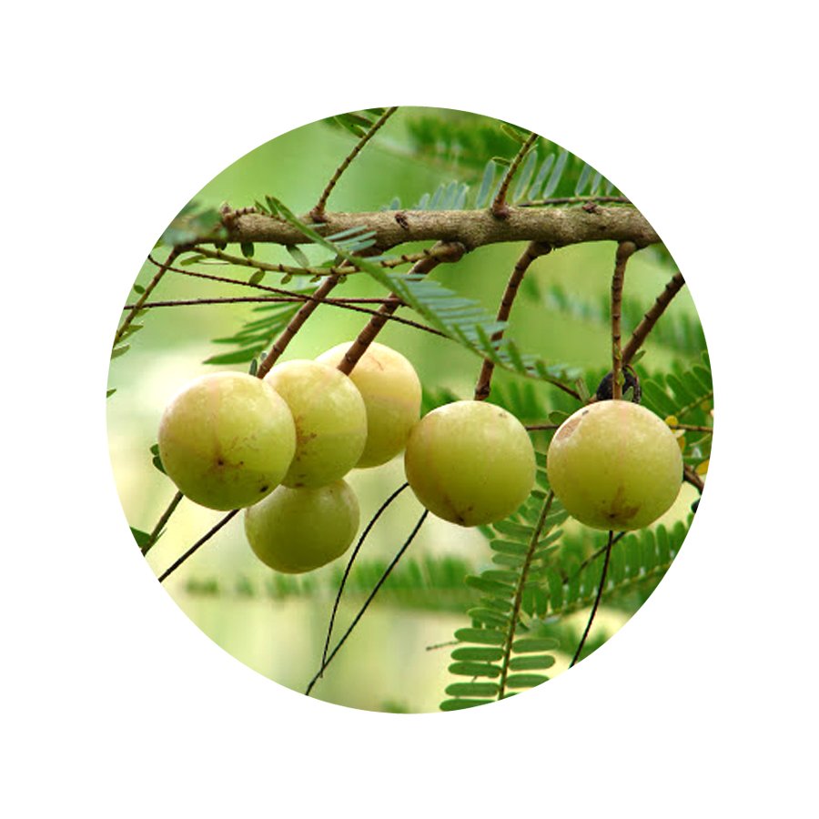 100% Chemical Free Amla Extract Powder Indian Gooseberry Hot Selling Products