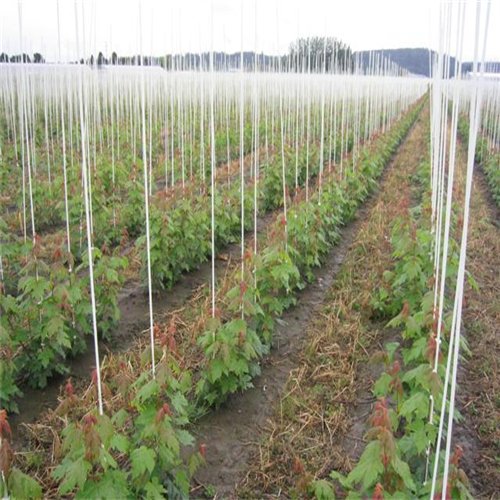 Reinforced Plastic Fiberglass Agriculture Rod for Climbing Plant Support