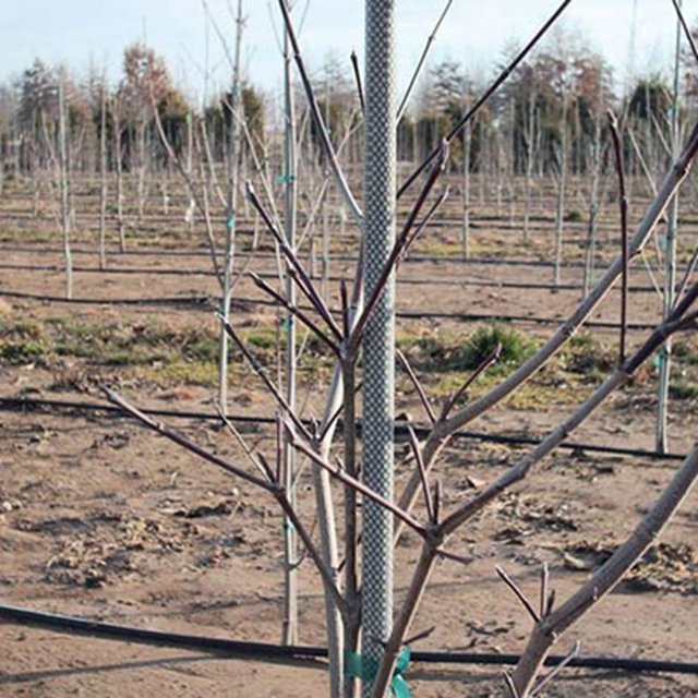 Reinforced Plastic Fiberglass Agriculture Rod for Climbing Plant Support