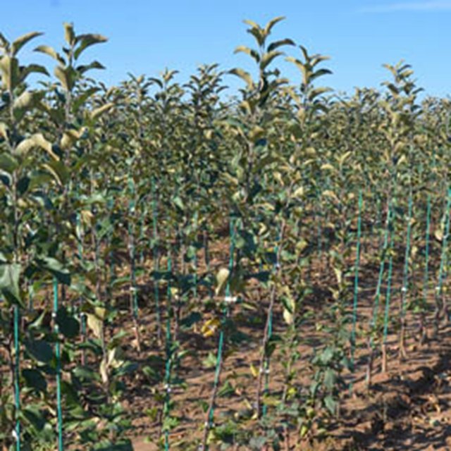 Reinforced Plastic Fiberglass Agriculture Rod for Climbing Plant Support