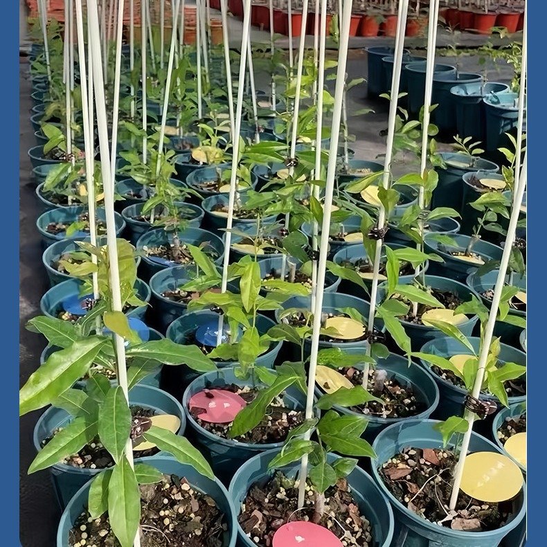 Tianfu Fiberglass Rod Fiber Glass Rod Spear Plastic Solid Stick 4/6/8/10/12 14mm For Tent Vegetable Greenhouse