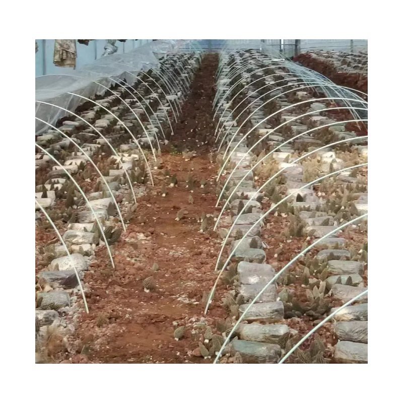 Haoli Plant Nursery Stake Pultrusion Fiberglass Rods Long Fiberglass Stakes
