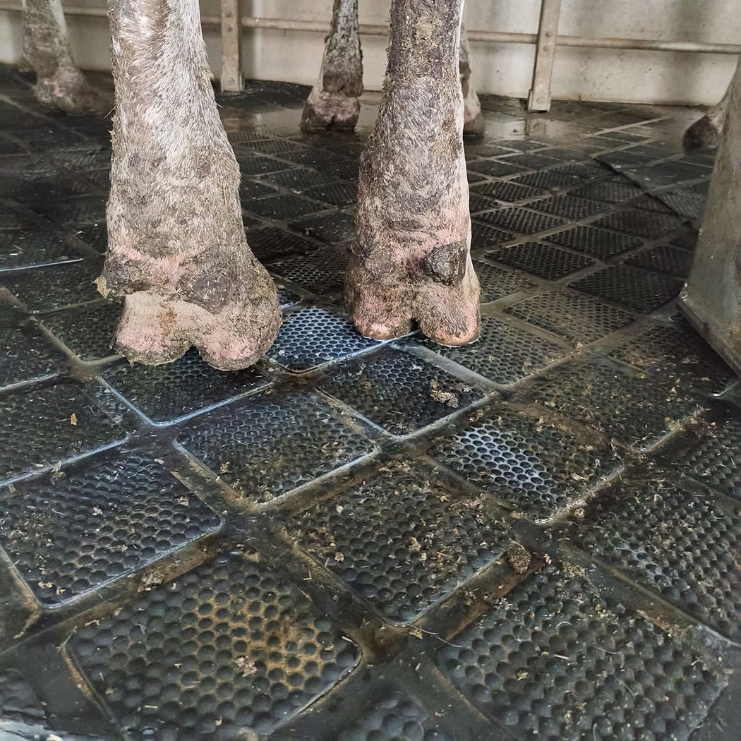 Manufacturer Rubber Cow Mats Flooring Rubber Sheet Dairy Equipment for Farm