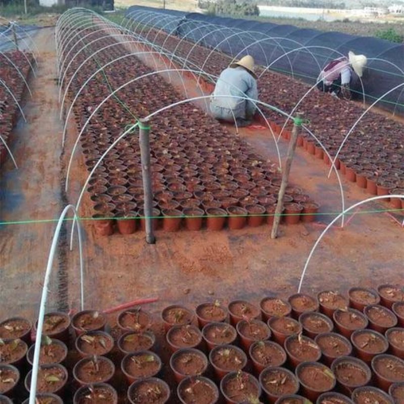 Haoli Factory Supply Fiberglass Rods Fiberglass Stakes for Agricultural Tunnel and Plant Supporting