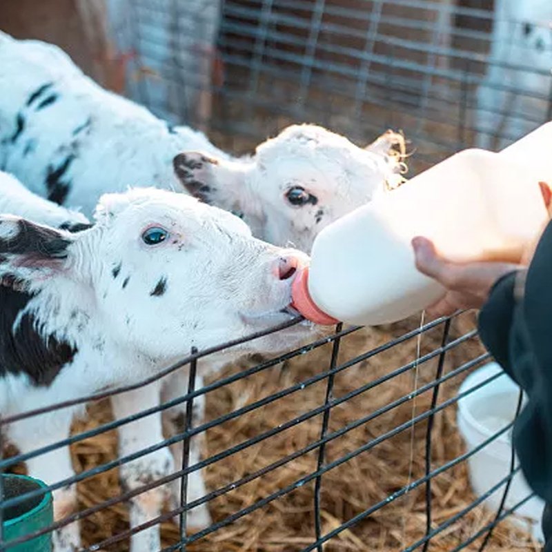 2L Calf Milk Bottle Cow Plastic Material Bottles for Milk With Handle and Red Rubber Nipples For Cows or Calf