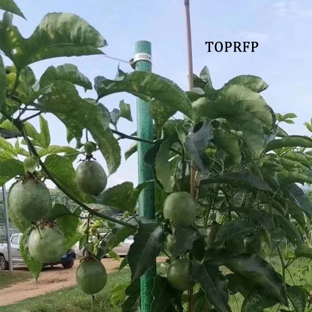 FRP Vineyard Grape Tree Tomato Nursery Fiberglass Stakes