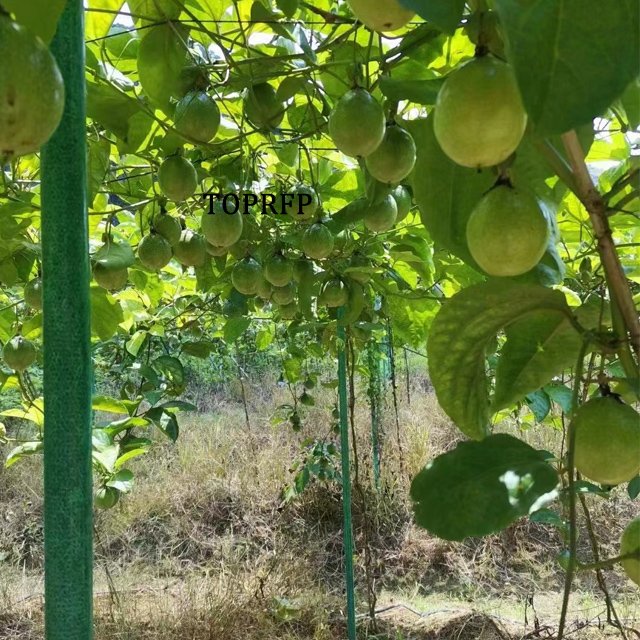 FRP Vineyard Grape Tree Tomato Nursery Fiberglass Stakes