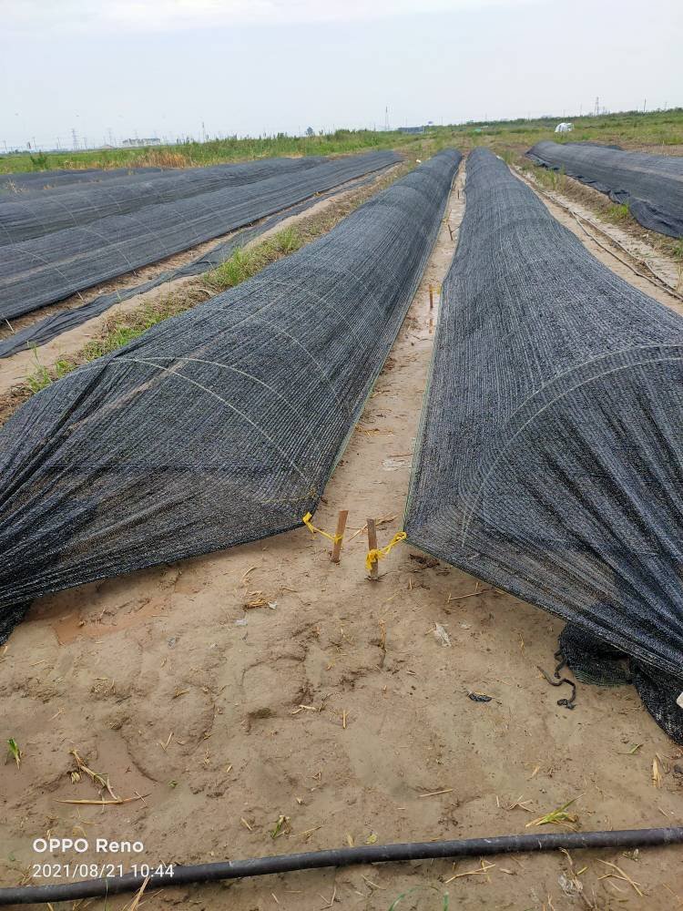 Customized 3mm 4mm 5mm 6mm 7mm 10mm Composite Solid Fiberglass frp Flexible Plastic rods FRP Rod Fiberglass Sticks