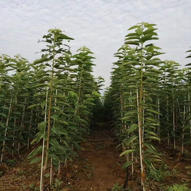 Fiberglass stakes for agriculture planting customized fiberglass stakes