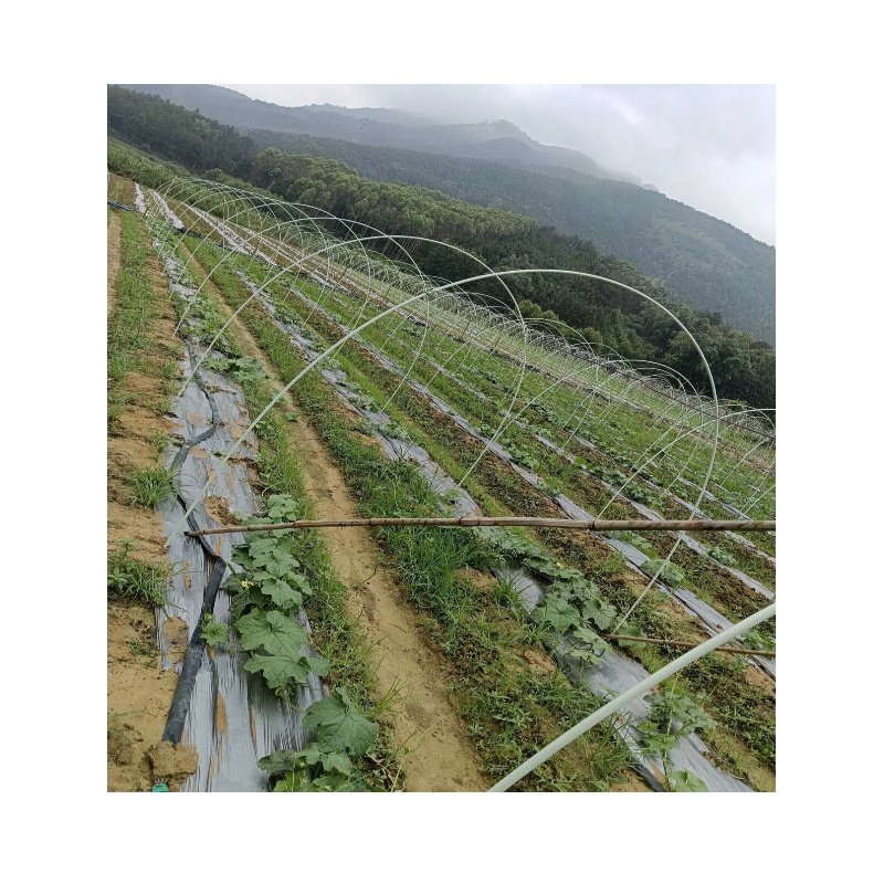 Haoli UV Resistance Fiberglass Plant Growing Support Stake, Fiberglass Poles For Greenhouse
