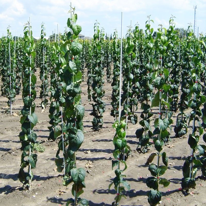 Haoli UV Resistance Fiberglass Plant Growing Support Stake, Fiberglass Poles For Greenhouse