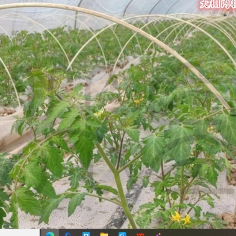 Small arch shed support arch pole kind of vegetable seedlings greenhouse frame solid rod glass fiber rod