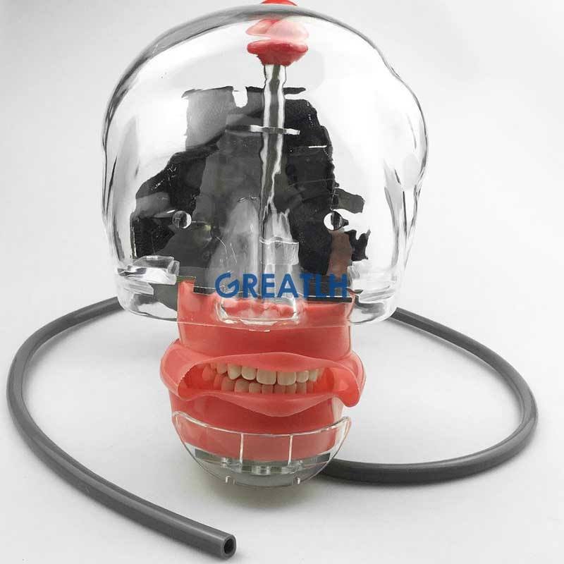 Dental Training Simulator Phantom Head With Replacement Typodont Teeth Model Manikin Head Dentistry dental Equipments