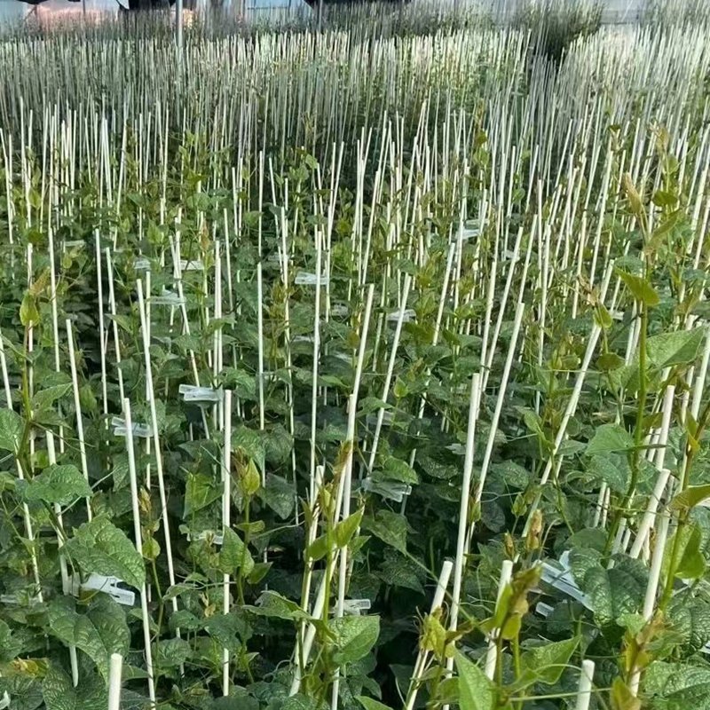 High Strength 4mm 5mm 6mm 7mm 8mm 10mm Agriculture Solid Fiberglass Rods FRP Pole Glass Fibre Rod For Plant Support