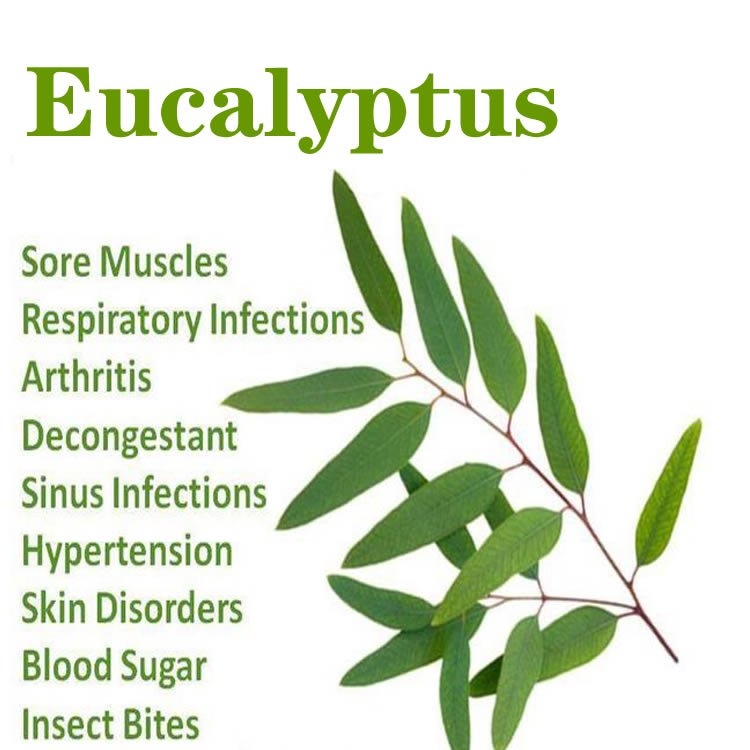 Popular EUCALYPTUS GLOBULUS Leaf Essential Oil Multipurpose Top Grade 100% Pure Eucalyptus Oil