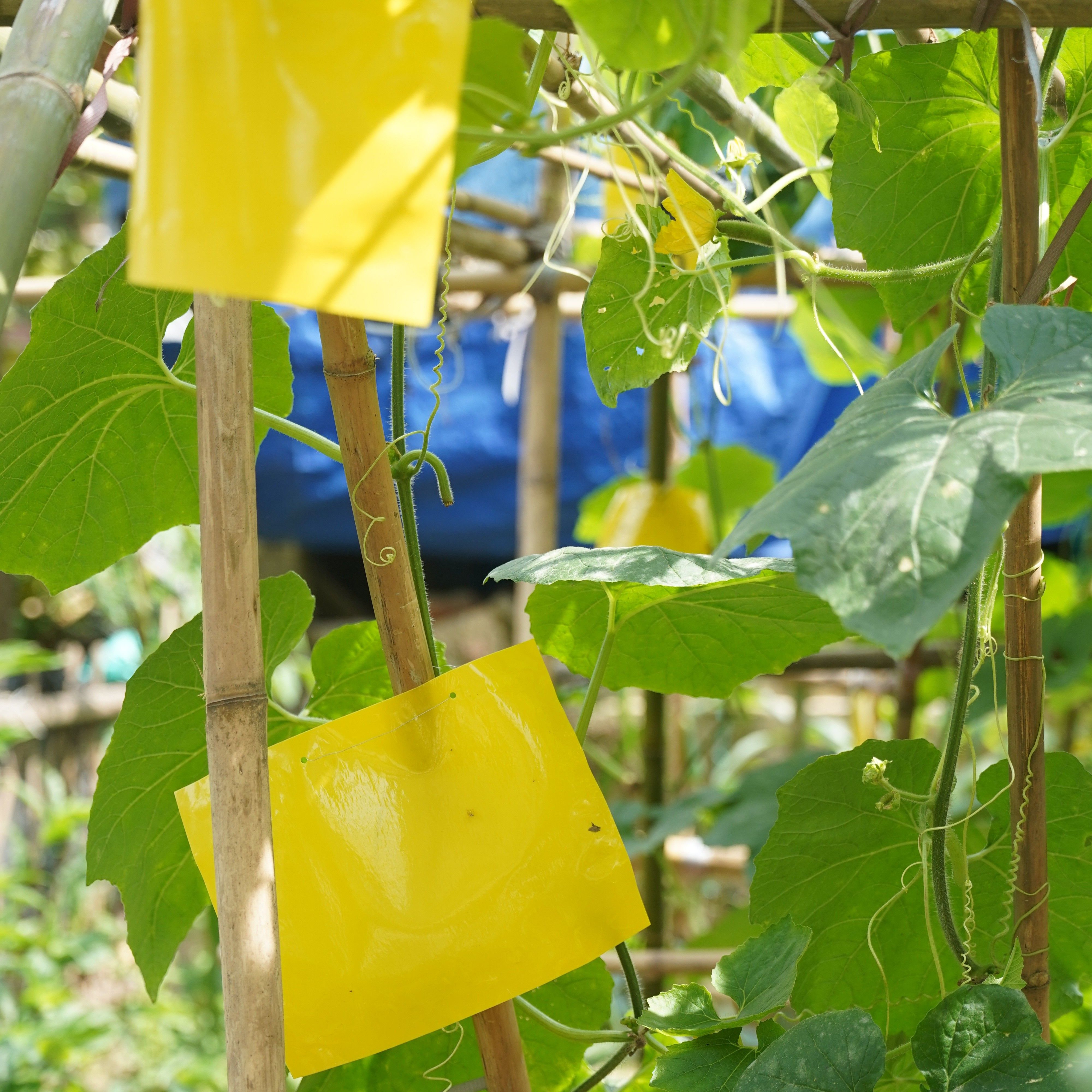 Fruit Fly Trap Yellow Sticky Trap with Twist Tie Plastic Holder